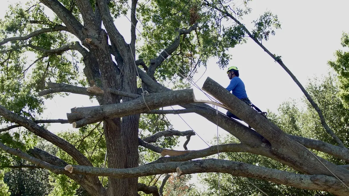Professional Hazardous Tree Removal performed by certified arborists in Sheldon